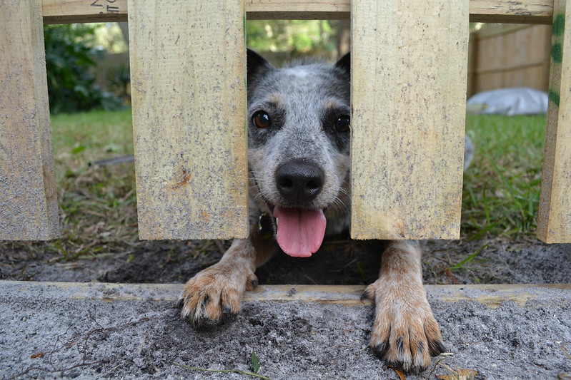 Australian Cattle Dog Looking Through a Fence