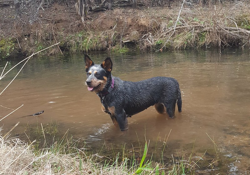 Blue Heeler in a Creek