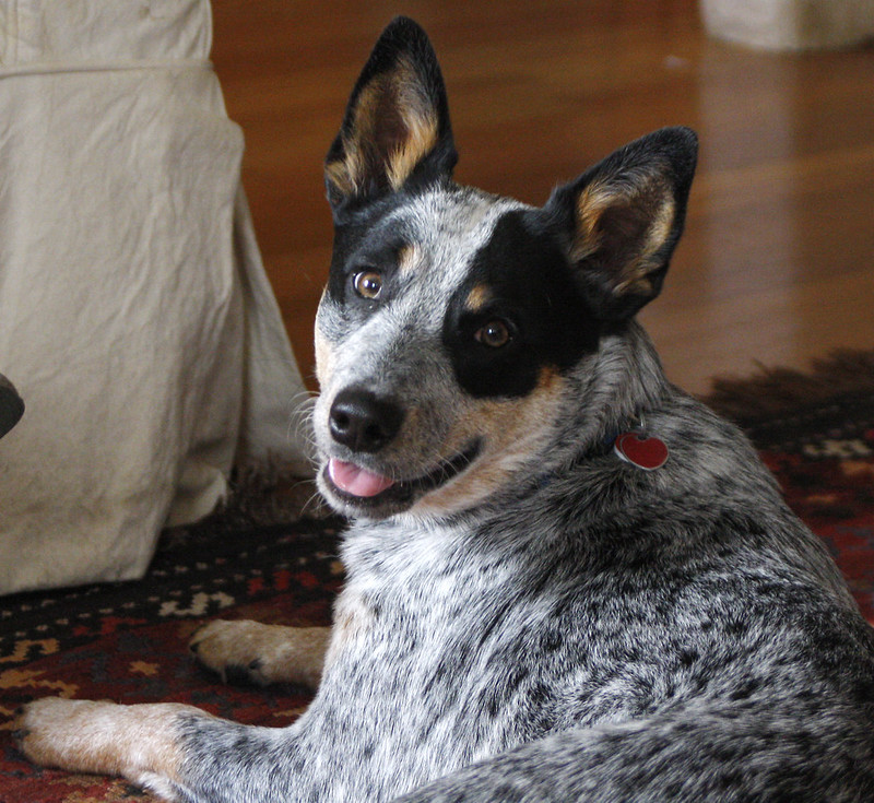 Blue Heeler Relaxing