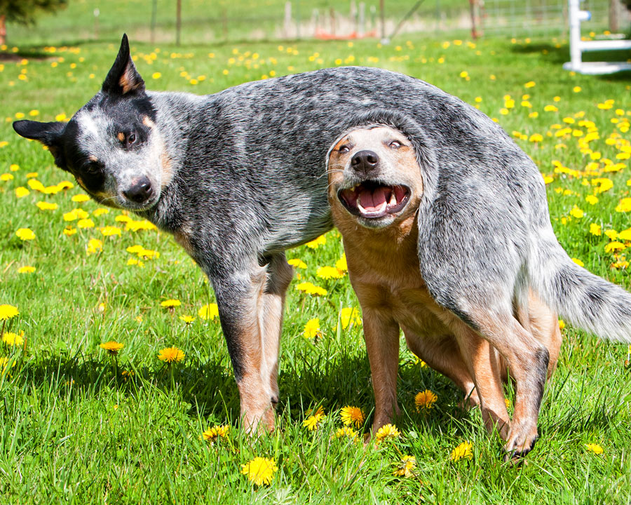 Blue and Red Heelers