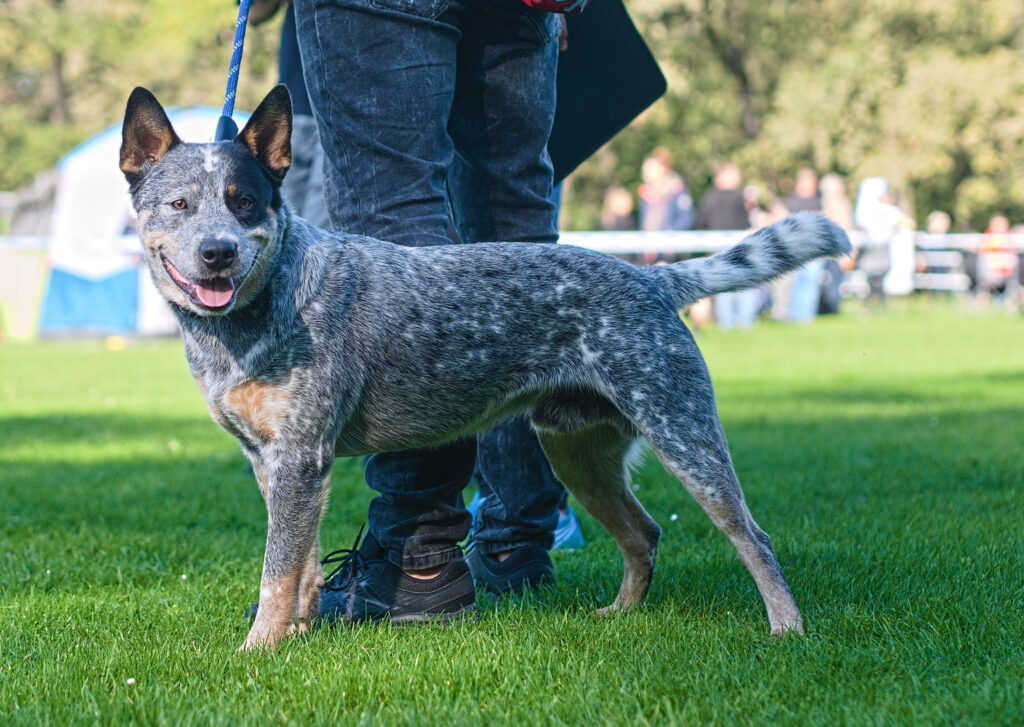 Blue Heeler on a Walk