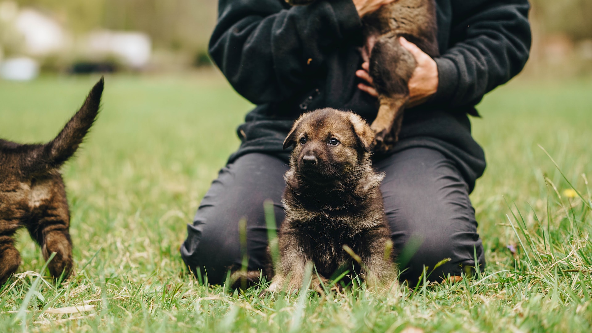 Small German Shepherd Puppies