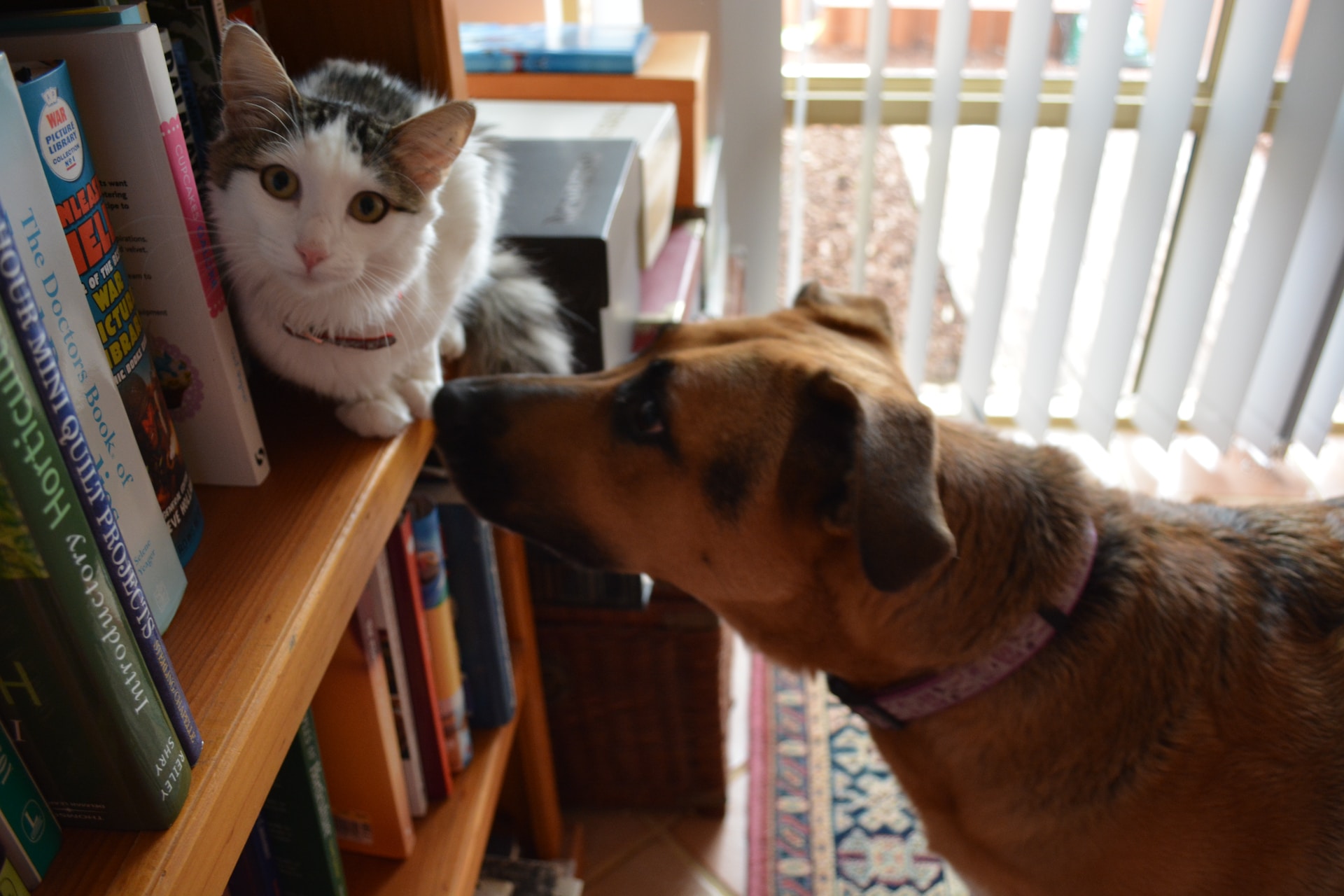 German Shepherd with Calico Cat