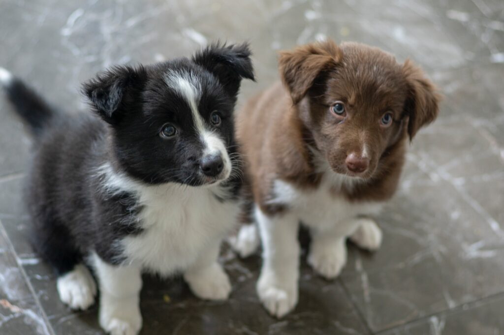 Border Collie Puppies with Blue Eyes