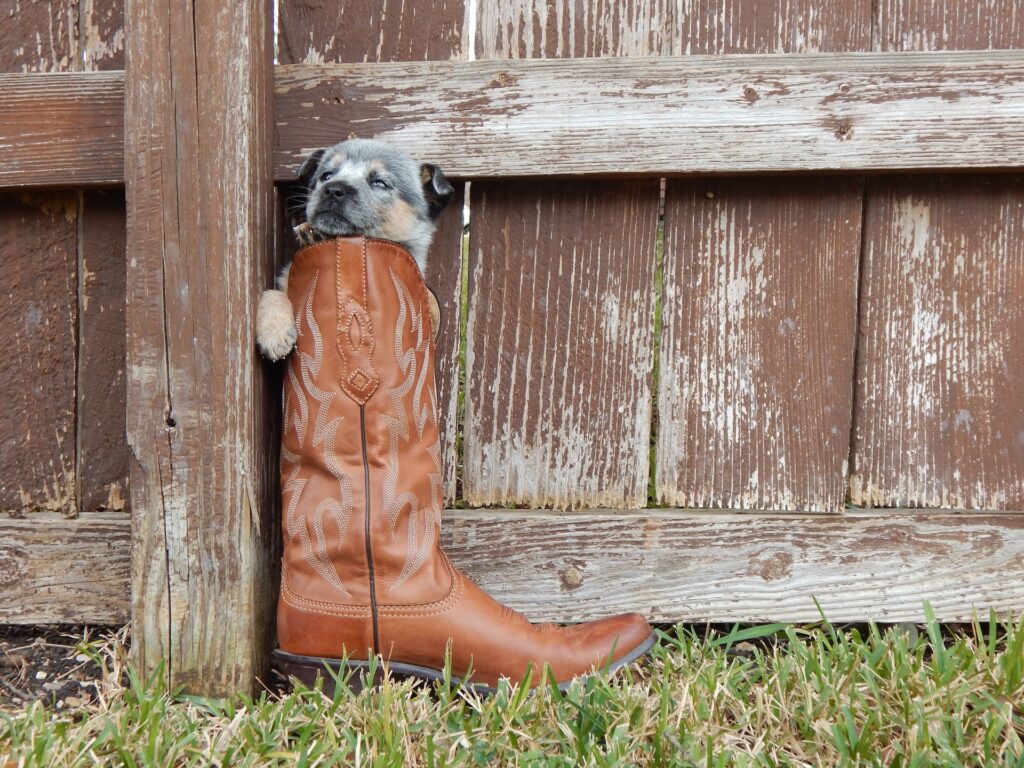 Cattle Dog Puppy in a Cowboy Boot