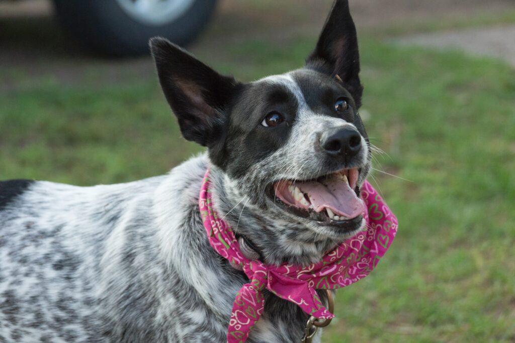 Blue Cattle Dog with a Pink Bandana