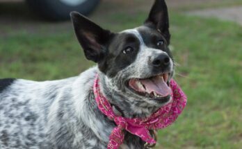 Blue Cattle Dog with a Pink Bandana