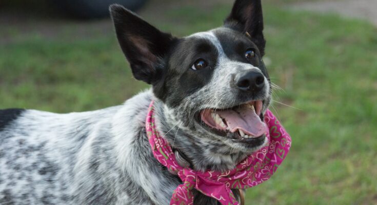 Blue Cattle Dog with a Pink Bandana