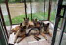 Pack of German Shepherds