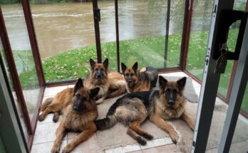 Pack of German Shepherds