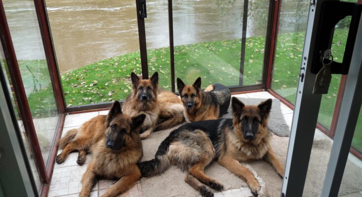 Pack of German Shepherds