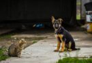 German Shepherd Puppy with Tabby Cat