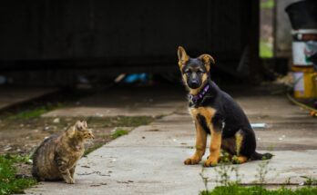 German Shepherd Puppy with Tabby Cat