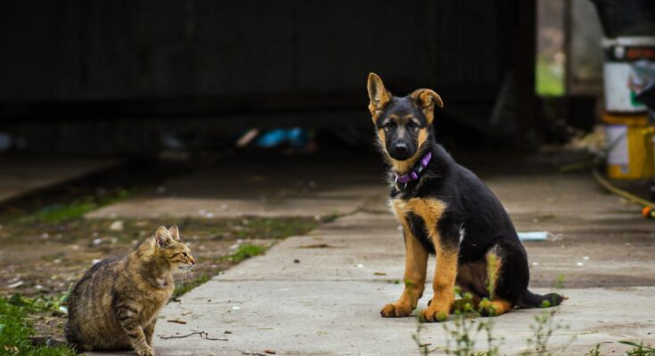 German Shepherd Puppy with Tabby Cat