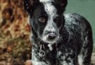 Cattle Dog in the Snow