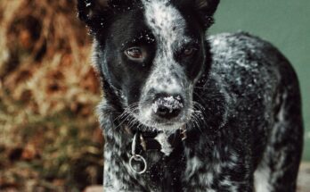 Cattle Dog in the Snow