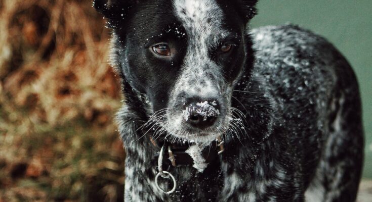 Cattle Dog in the Snow