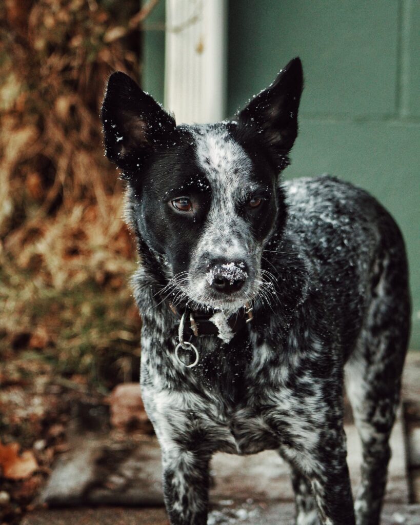 Cattle Dog in the Snow