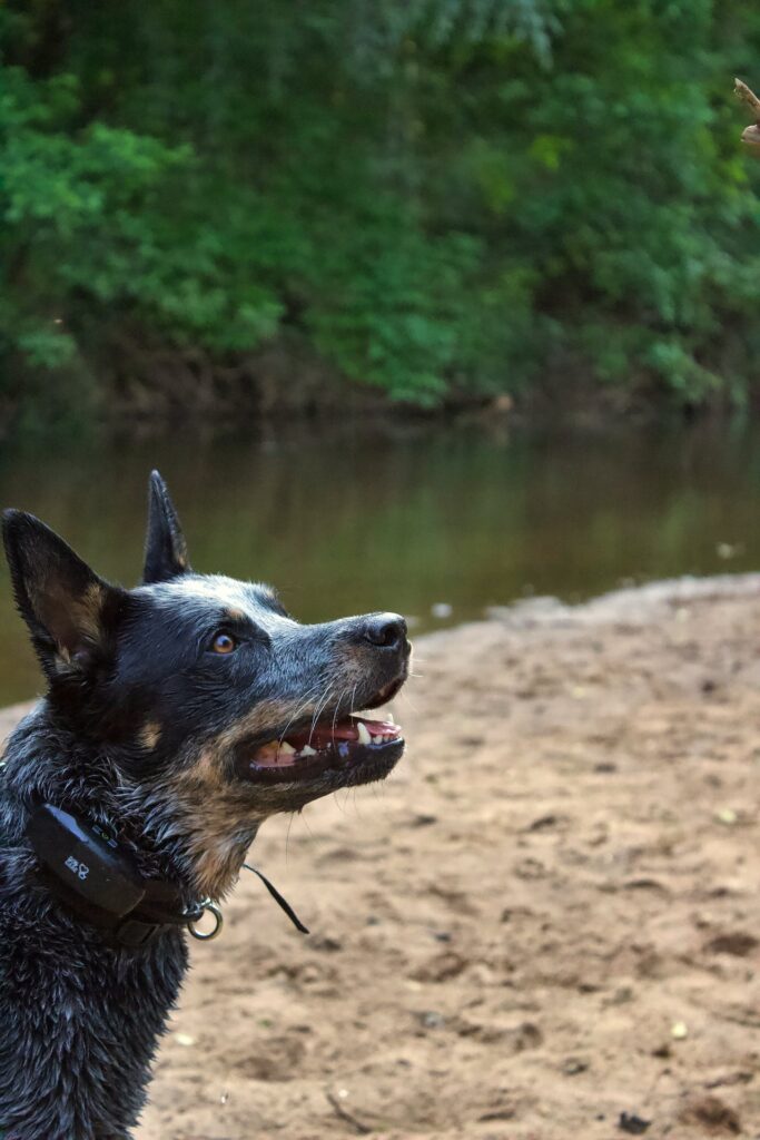 Australian Cattle Dog at a Creek