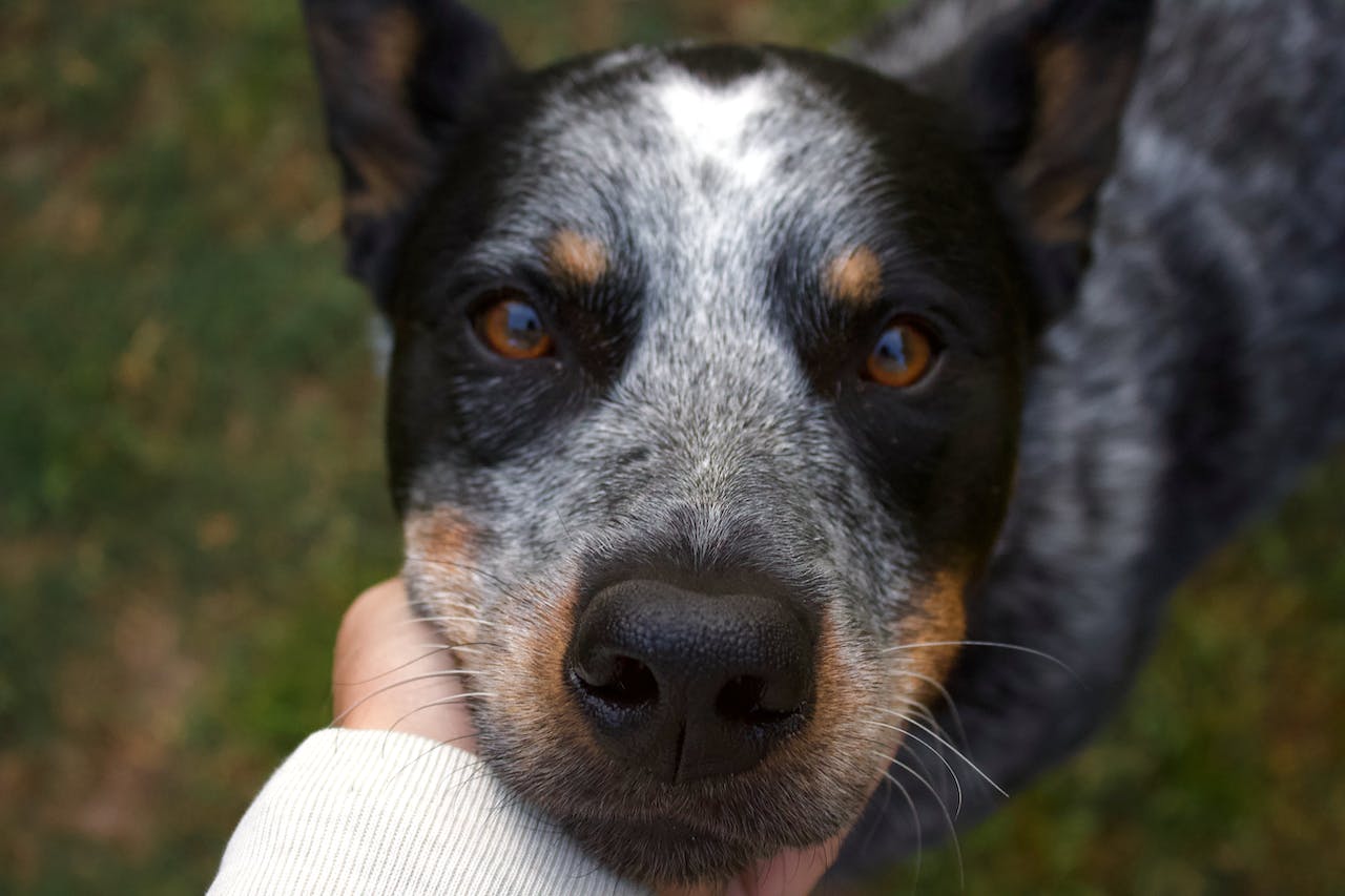 Sweet Blue Heeler