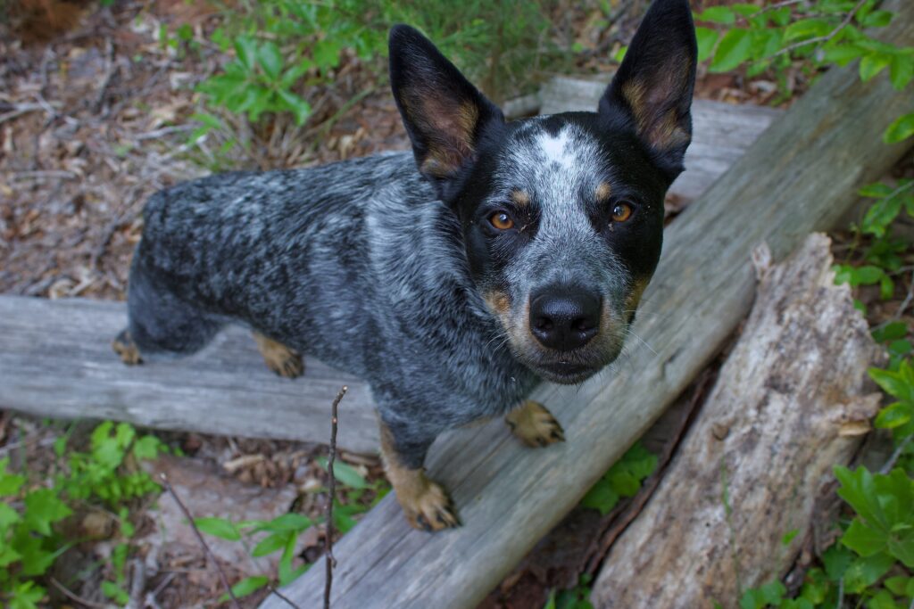 Blue Heeler Australian Cattle Dog