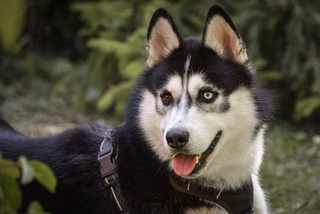 Siberian Husky with Two Different Eyes