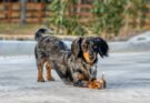 Dachshund playing with a toy