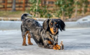 Dachshund playing with a toy