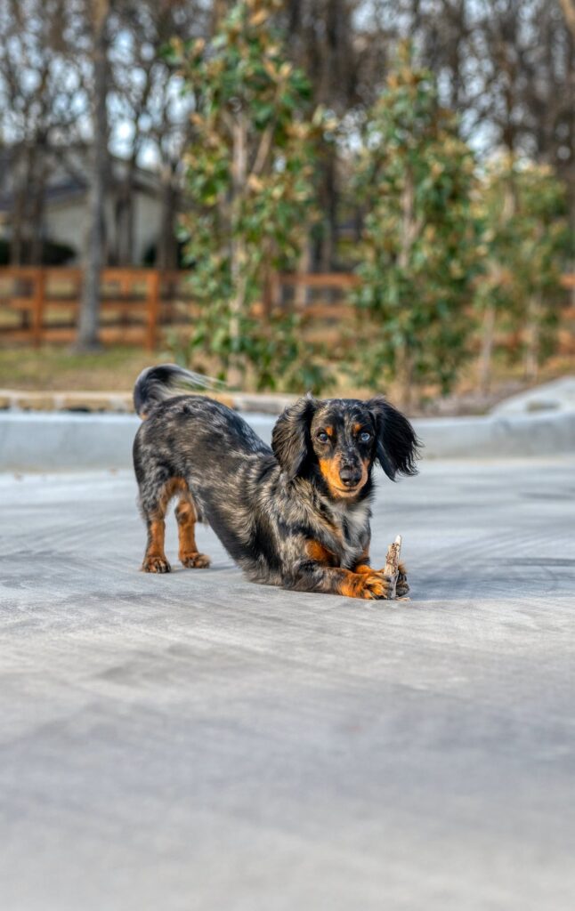 Dachshund playing with a toy