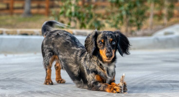 Dachshund playing with a toy