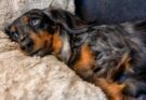 Dachshund resting