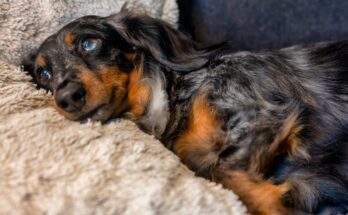 Dachshund resting