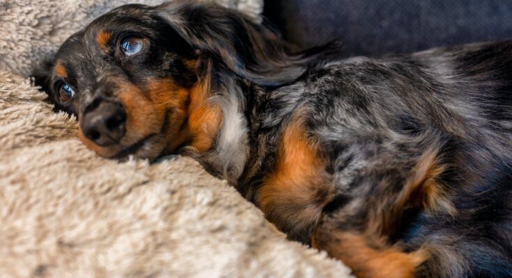 Dachshund resting