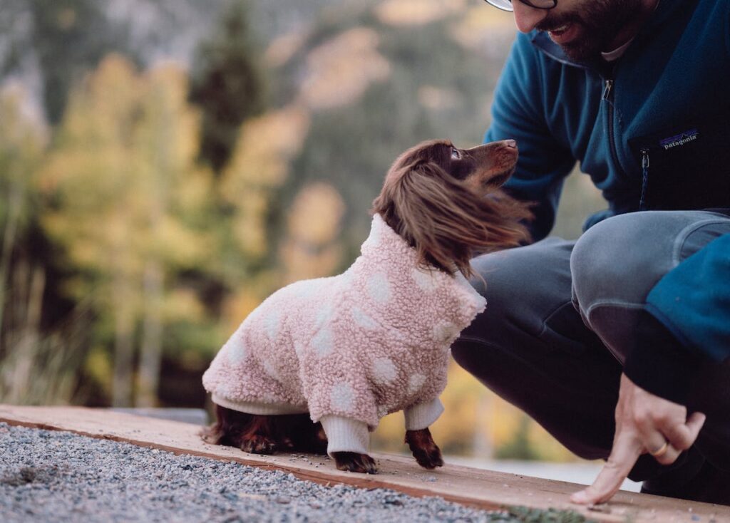 Long haired Dachshund enjoying time outside