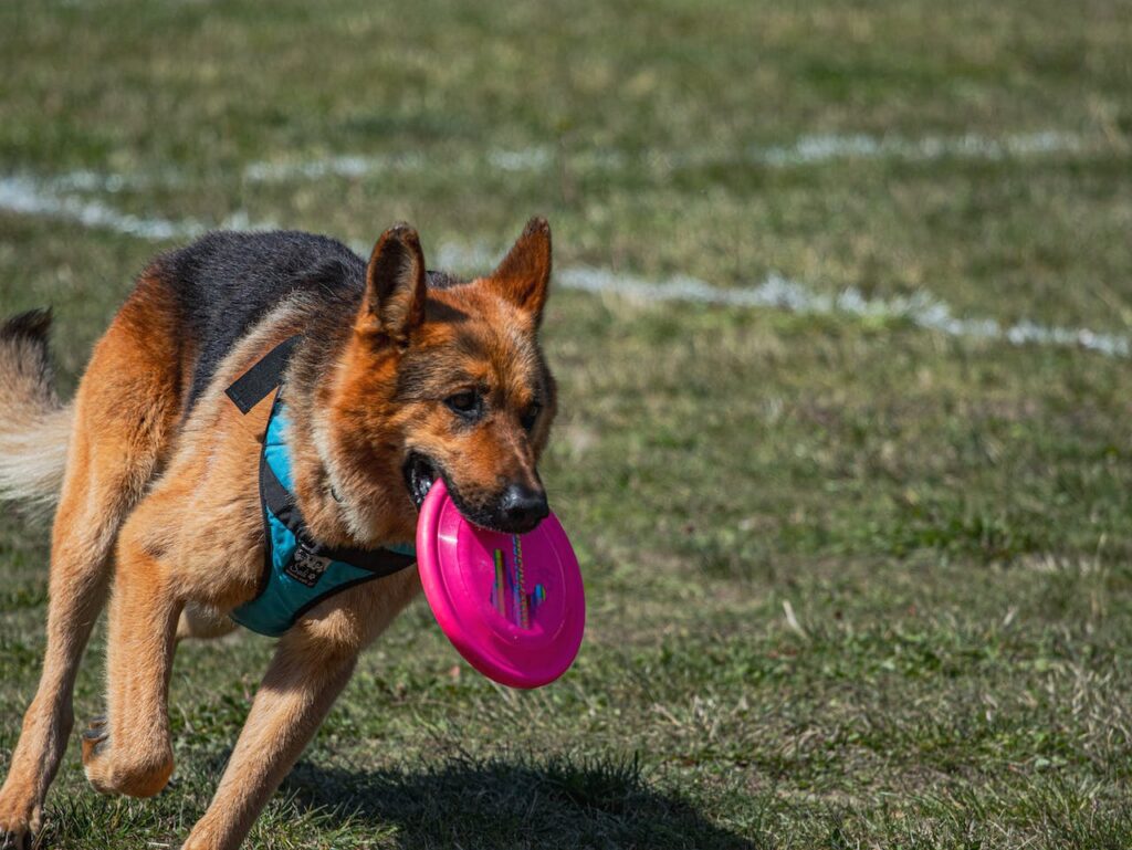 Active German Shepherd playing fetch
