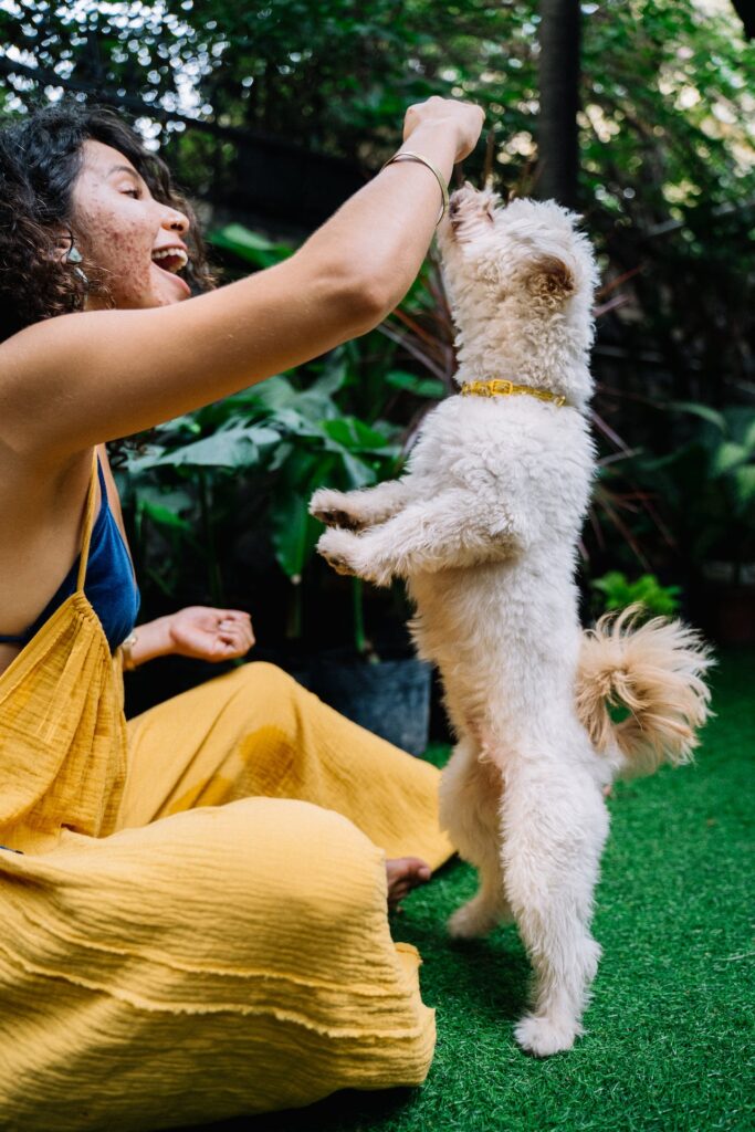 Mini poodle training