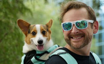 Corgi in a backpack