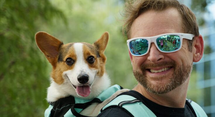 Corgi in a backpack