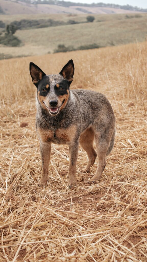 Blue Heeler in a field