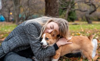 Corgi with owner in Central Park