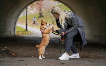 Corgi with owner in Central Park