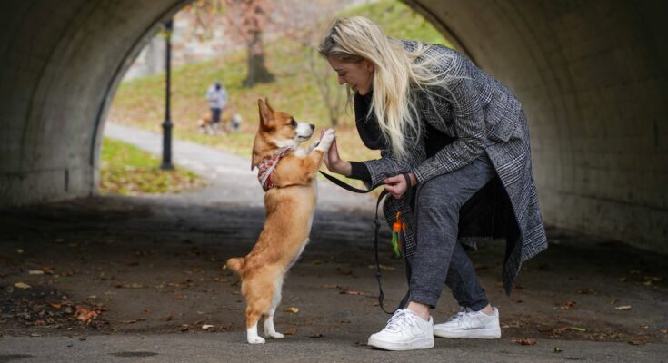 Corgi with owner in Central Park