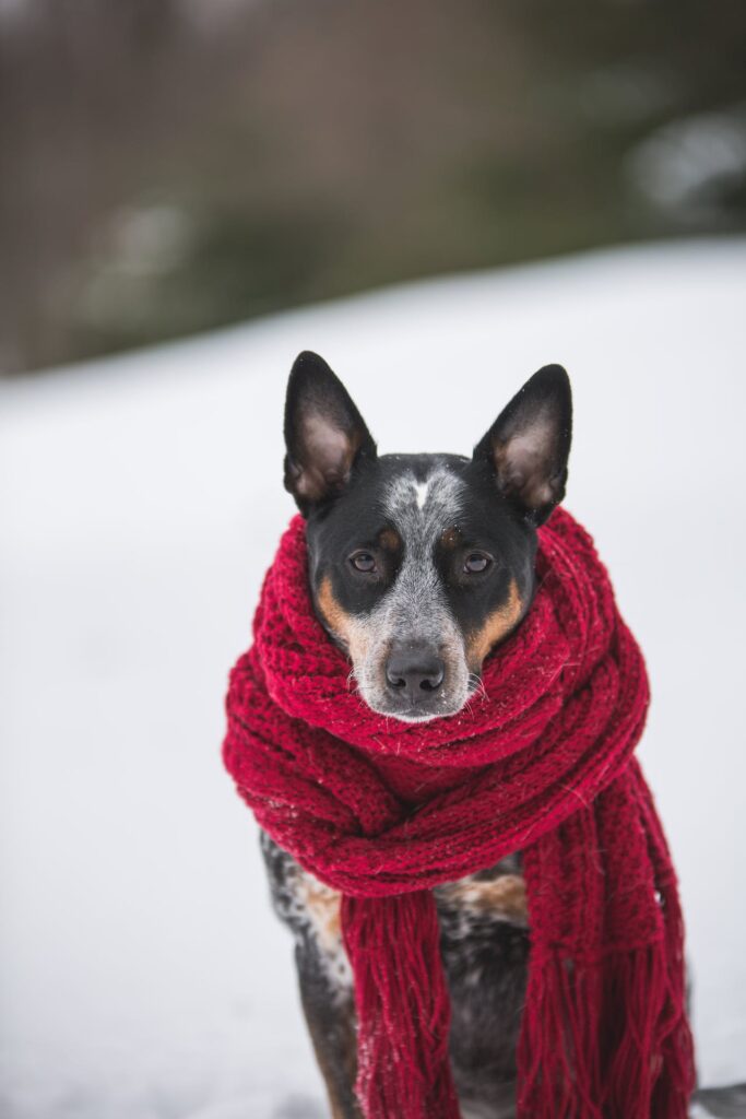 Blue Heeler in the Snow Wearing a Scarf