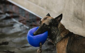 A German Shepherd playing with a ball in the pool