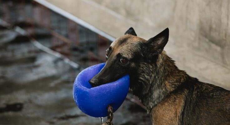 A German Shepherd playing with a ball in the pool