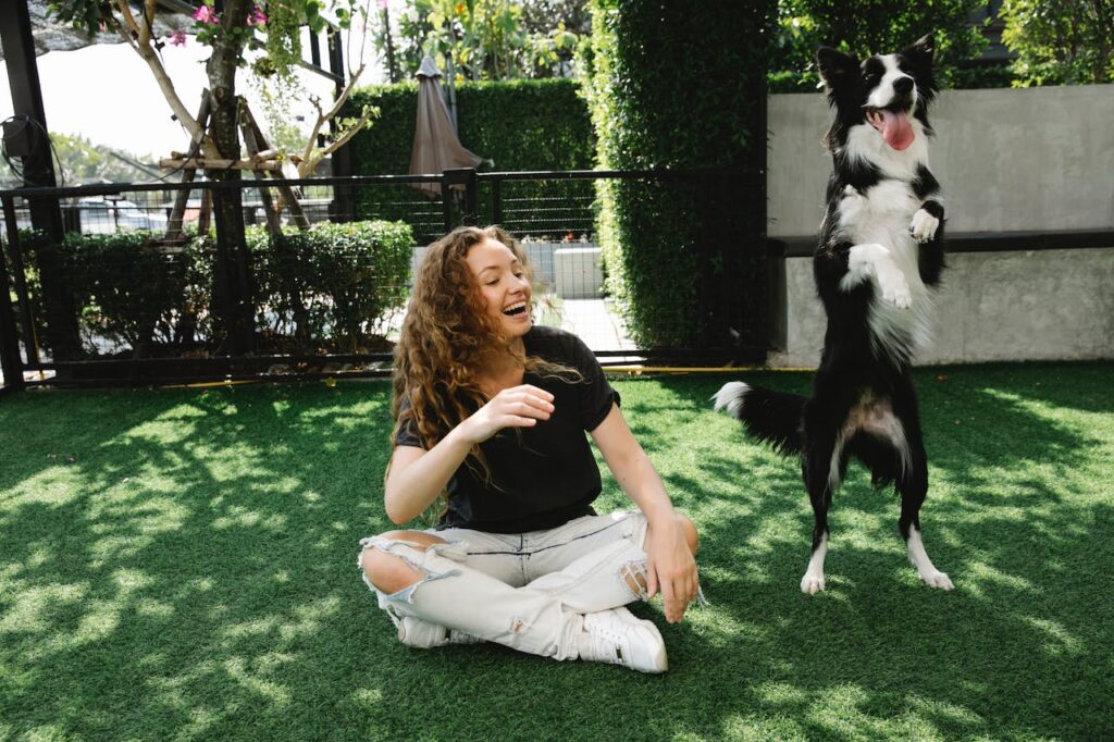 Teaching a border collie tricks