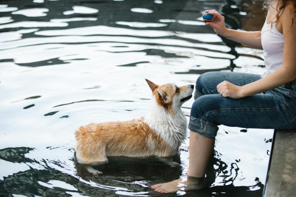 Corgi playing in the pool