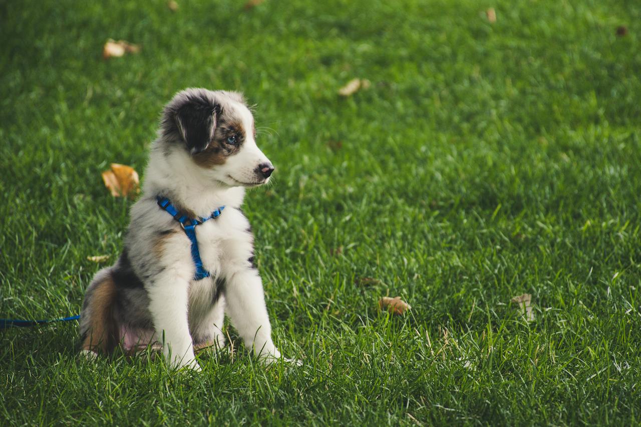 Australian Shepherd Puppy with blue eyes