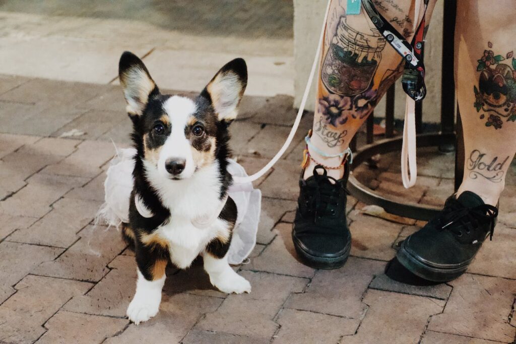 Young Corgi on a walk