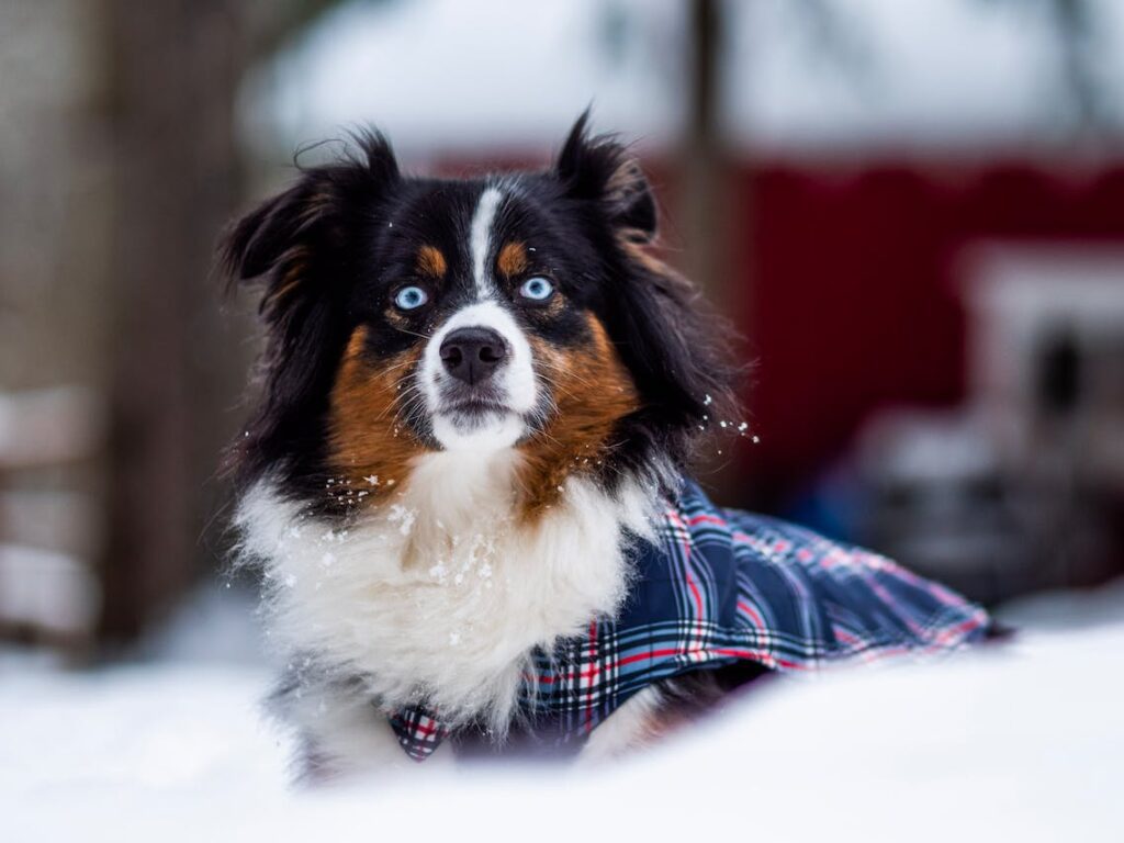 Australian Shepherd with Blue Eyes